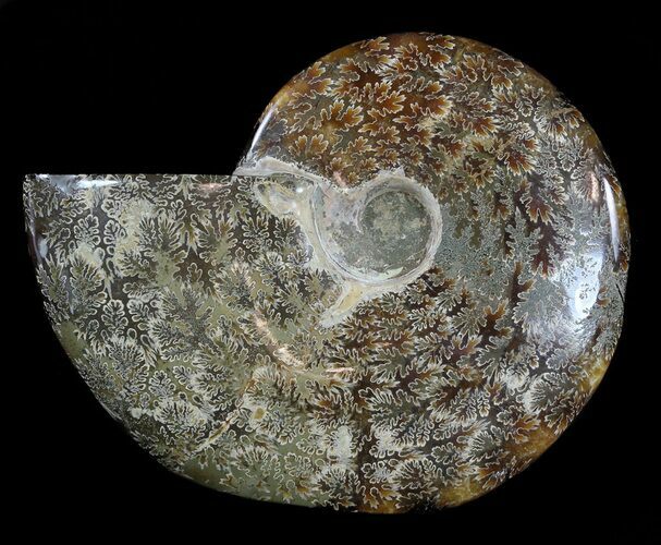 Polished, Agatized Ammonite (Cleoniceras) - Madagascar #54527